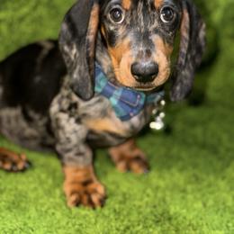 Dachshund puppies from Doxie Rugrats