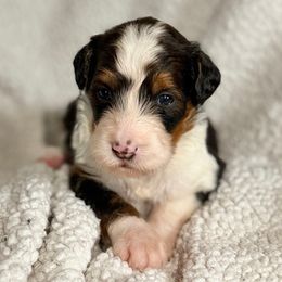 Carol - Tri-color female Bernedoodle puppy in Louisville, Kentucky from Darlin’s Doodles