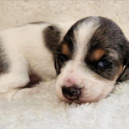 Silky wirehaired Sisi AKC - Dapple female Dachshund puppy in Torrance, California from Lucky Dachshunds