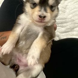 Nala - Black and white female Pomsky puppy in Grandview, Washington from Alyssa’s pomsky’s