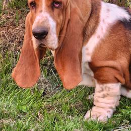 Ophelia - Black brown and white female Basset Hound puppy in Yelm, Washington from Prince Labradors