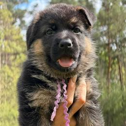 Purple female - Black and red female German Shepherd puppy in Louisville, Kentucky from Haus of Beautiful Chaos German Shepherds