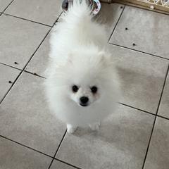 Pomeranian Puppies from Pom Sunshine
