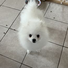 Pomeranian Puppies from Pom Sunshine