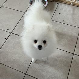 Pomeranian Puppies from Pom Sunshine