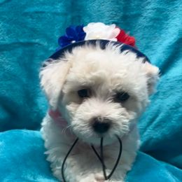 Lucy- Red Collar - White female Bichon Frise puppy in 63101 (St. Louis Metro Area), Missouri from BichonSTL