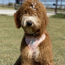 Birdie - Goldendoodle