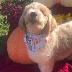 Assorted Doodle Crosses from Silver Eagle Kennels