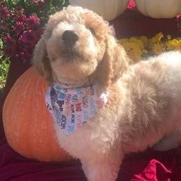 Assorted Doodle Crosses from Silver Eagle Kennels