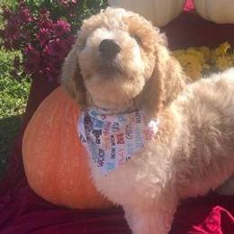 Assorted Doodle Crosses from Silver Eagle Kennels