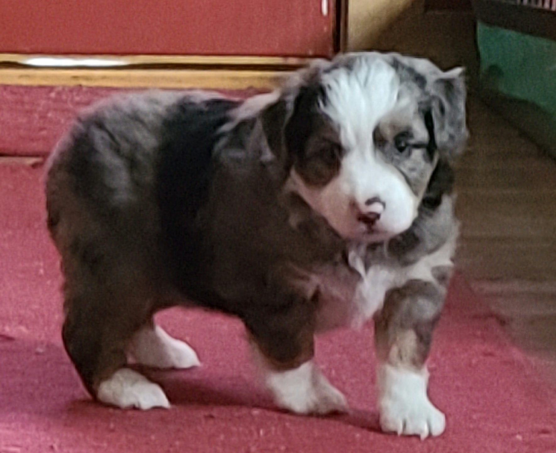 Miniature Australian Shepherd Puppies from Kings Point Mini and Toy Aussies