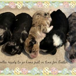Aussiedoodle puppies from Easton L
