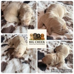 Bain - Cream male Dachshund puppy in Durant, Oklahoma from Big Creek Mini Dachshund