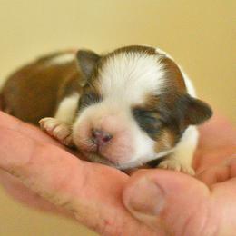 Jack - Brown and white male Shichon puppy in Delta, Colorado from PTK Ranch