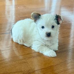 AKC Registered Grace - Chocolate, tan and white female Yorkshire Terrier puppy in Eustis, Florida from Angel Spun Yorkies