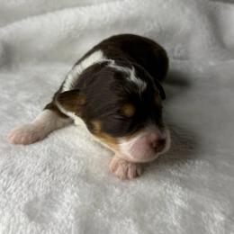 PUNKIN - Red tri-color female Aussiedoodle puppy in Tonasket, Washington from V5 Aussies