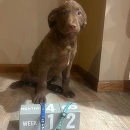 Sapphire - Brown female Chesapeake Bay Retriever puppy in Wisconsin Dells, Wisconsin from Kilbourn Chesapeakes