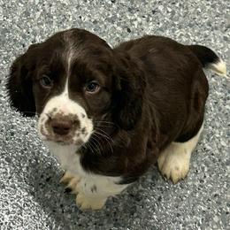 English Springer Spaniel puppies from Coteau Springers