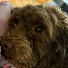 Havanese from Hashtag Havenese