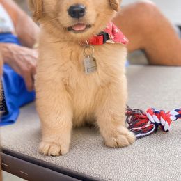 Golden Retriever Puppies from OPK GOLDENS