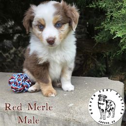 Alec - Red merle male Miniature Australian Shepherd puppy in Jaroso, Colorado from Heaven Sent Aussies