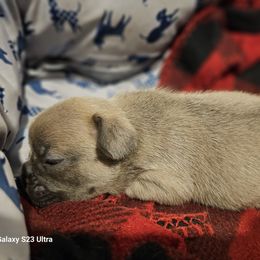 French Bulldog Puppies from BF Frenchie's