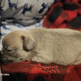 French Bulldog Puppies from BF Frenchie's