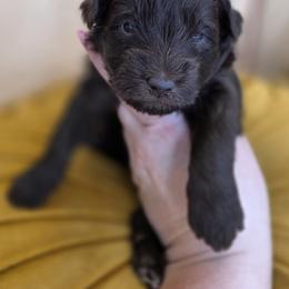 Marshmallow - Chocolate male Goldendoodle puppy in Decatur, Tennessee from Diamond's Doodles