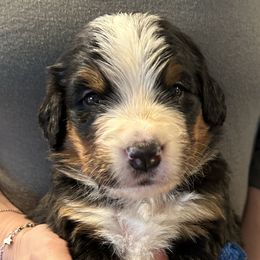 Boy 4 - Bernese Mountain Dog puppy in Port Huron, Michigan from Thumb Coast Bernese