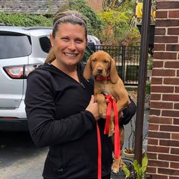 Vizsla Puppies from Wingpointer Gun Dogs