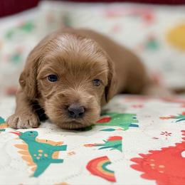 Boy 2 - Caramel male Australian Labradoodle puppy in Calhoun, Louisiana from Arrowhead Australian Labradoodles