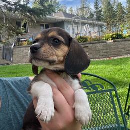 Toasty - Black white and tan female Beagle puppy in St. Cloud, Minnesota from Beagle Blessings
