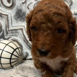 Girl 2 - Poodle puppy in Oxford, Alabama from Posh Poodles Alabama