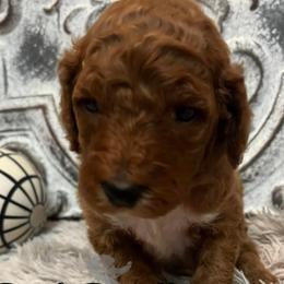 Girl 2 - Poodle puppy in Oxford, Alabama from Posh Poodles Alabama