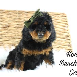 Honey Bunches of Oats - Phantom female Goldendoodle puppy in Casa Grande, Arizona from AzDoodle Dandies