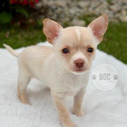 Blaze - Chocolate and tan female Chihuahua puppy in Forsyth, Georgia from Brooks Grove Canines LLC