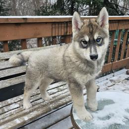 #2 Lycus - Agouti and white Siberian Husky puppy in Dane, Wisconsin from Sunny Hurricane Siberians