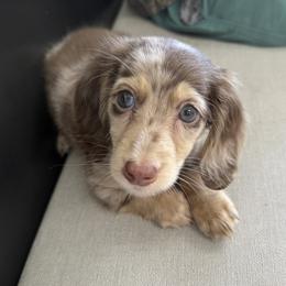 Tecova - Dachshund