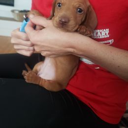 Dachshund Puppies from C and j doxies