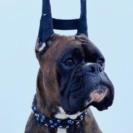 Boxer Puppies from Archangel Boxers