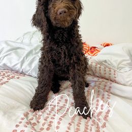Peaches - Chocolate Goldendoodle puppy in Miami, Florida from Kalidoodlee