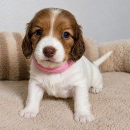 Haley - Piebald female Dachshund puppy in Gold Canyon, Arizona from Silverking Kennels