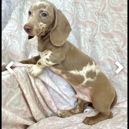 Oscar - Dapple male Dachshund puppy in Madison, Wisconsin from SK Dashing  Dachshunds