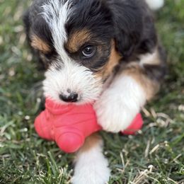 Australian Mountain Doodle Puppies from MB Livestock