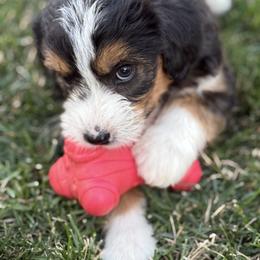 Australian Mountain Doodle Puppies from MB Livestock