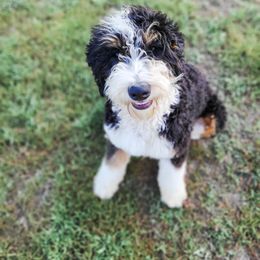 Waverly - Bernedoodle