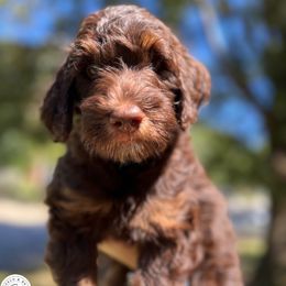 KitKat - Purple Girl - Phantom Goldendoodle puppy in Virginia from Beach and Bay Dog Co