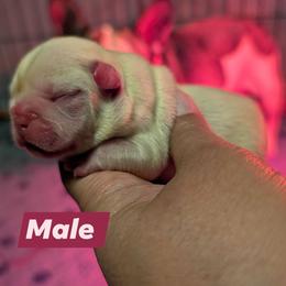Boy 3 - White male French Bulldog puppy in Battle Ground, Washington from Ferguson's Bulldogs