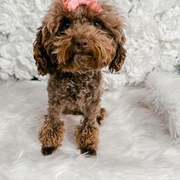 Harley - Poodle