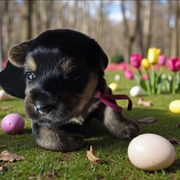 Allison - Black and tan female Yorkshire Terrier puppy in Yadkinville, North Carolina from Yadkinyorkies&Morkies